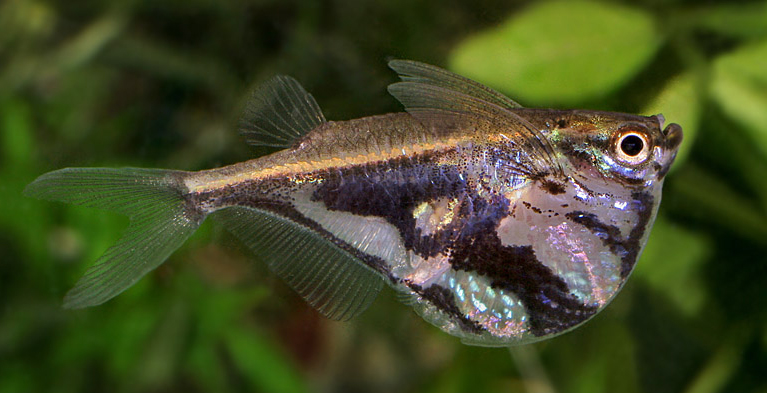 CARNEGIELLA STRIGATA